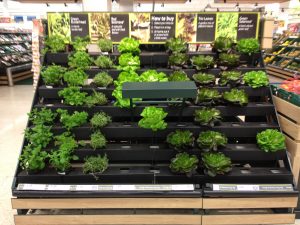 Tesco Living Lettuce